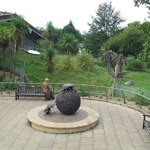 Greater Rhea exhibit