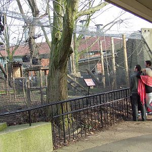 Black Spider Monkey exhibit, Lion Terraces