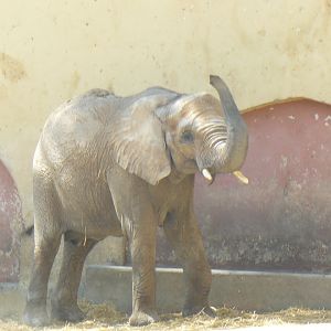 Elephant - Lisbon Zoo