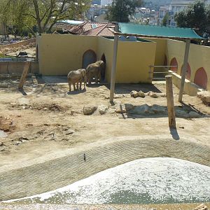 Elephant Bull Enclosure - Lisbon Zoo