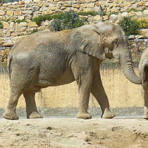 Elephant Bull - Lisbon Zoo