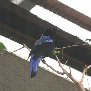 Fairy Bluebird