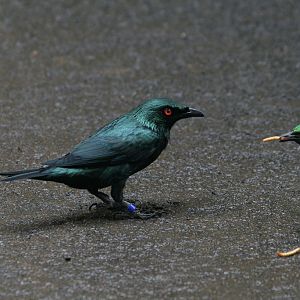 Asian Glossy Starling