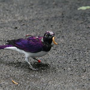 Amethyst Starling