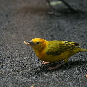 Taveta Golden Weaver