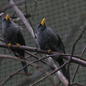 Grosbeak Starlings