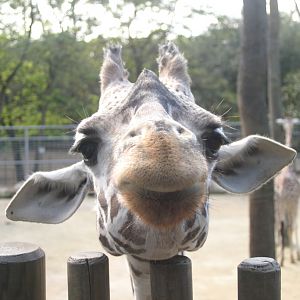Giraffe Closeup