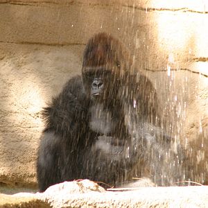 Gorilla Shower