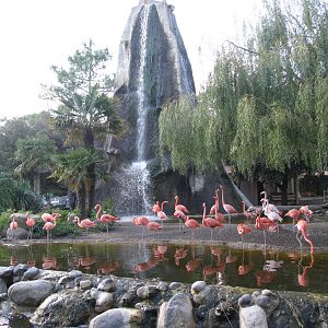 Flamingo Pool