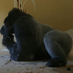 Thinking Gorilla