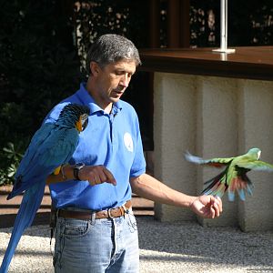 Parrot Show