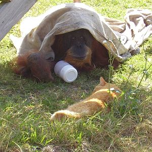 Sumatran Orangutan Tonda Red Tabby Cat T K - Zooworld MAR07