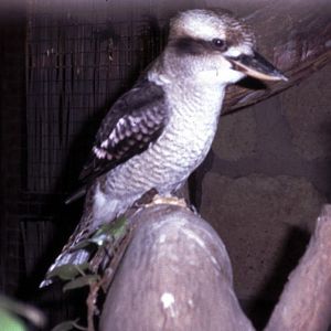 Laughing Kookaburra (Dacelo novaeguineae)