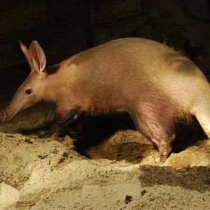 Zoo Wroclaw New Arrivals