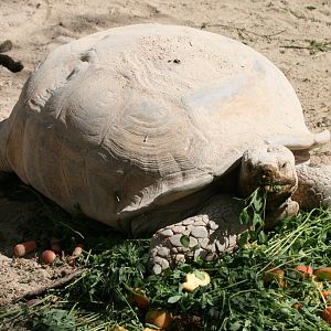 African Spurthigh Tortoise