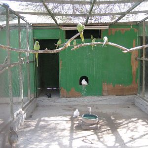 Ringneck Parrot Aviary