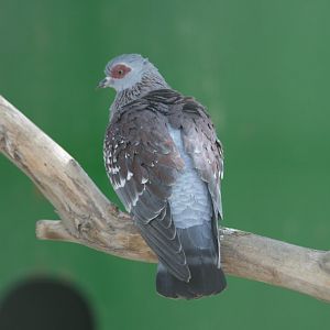 Pigeon