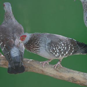 Pigeon