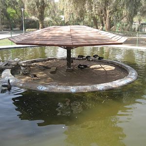 Waterfowl Pond