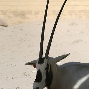 Arabian Oryx
