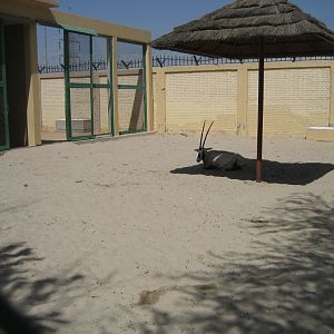 Arabian Oryx enclosure