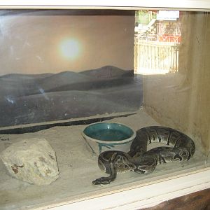 Ball Python enclosure