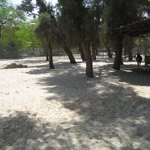 Beisa Oryx enclosure