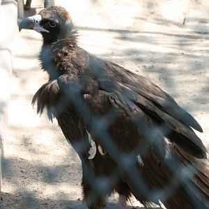 Black Vulture