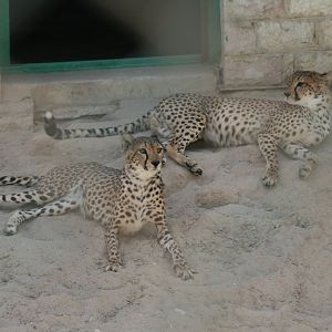 Cheetahs