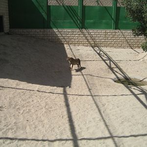 Cheetah enclosure