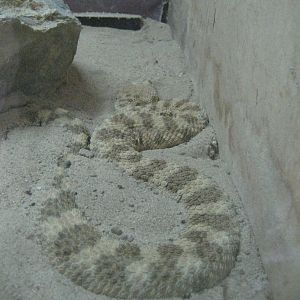 Desert Horned Viper