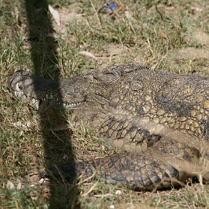 Nile Crocodile