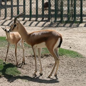 Dorcas Gazelles