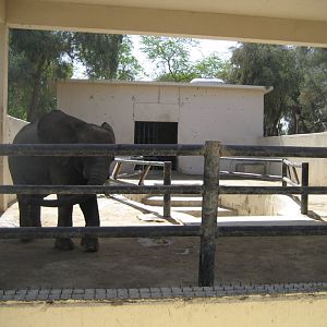 Elephant and enclosure