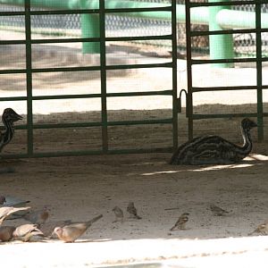 Emu Chicks