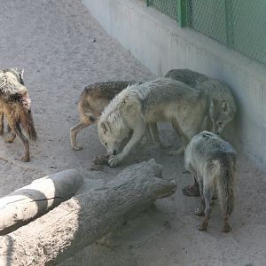 European Gray Wolves