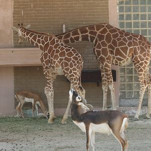 Reticulated Giraffe and Blackbuck