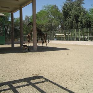 Giraffe enclosure
