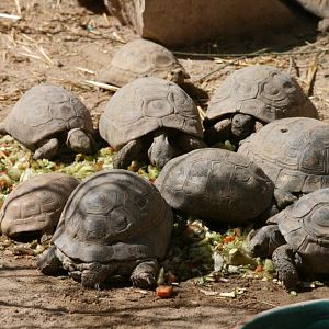 Greek Tortoises