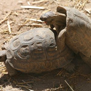 Greek Tortoises