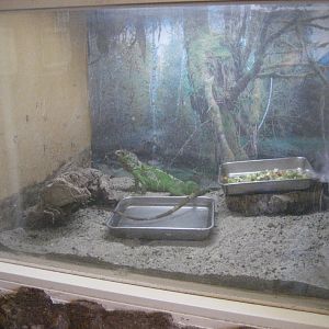 Green Iguana tank