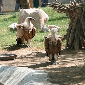 Griffon Vultures