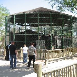 Hamadryas Baboon cage