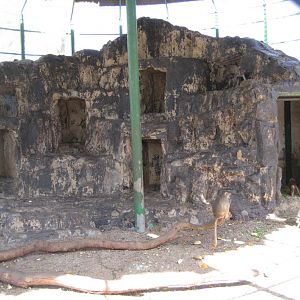 Hamadryas cage interior