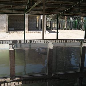 Hippo underwater viewing