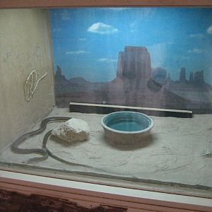 Hissing Sand Snake tank