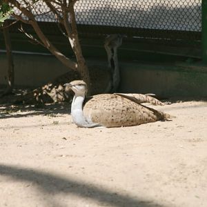 Houbara Bustard