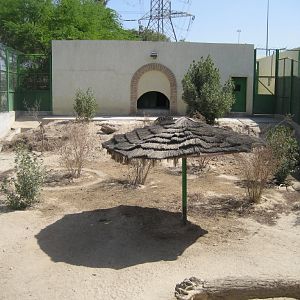 Striped Hyena enclosure
