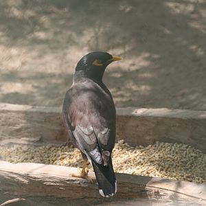Indian Mynah