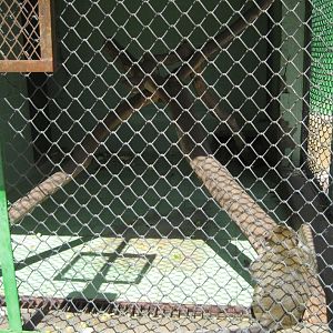 Crab-eating Macaque cage